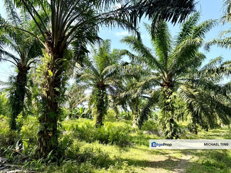 Benut Agricultural Land For Sale, Johor, Pontian