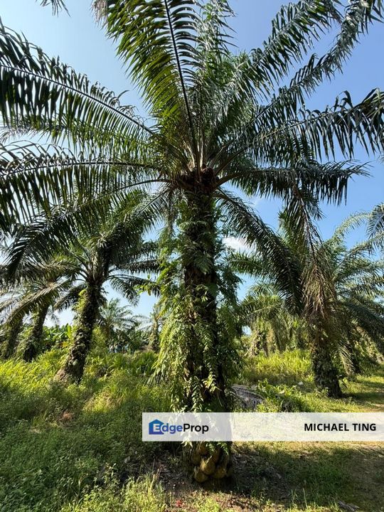 Benut Agricultural Land For Sale, Johor, Pontian