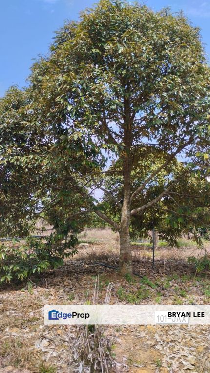 Durian Farm Land For Sale !! Negeri Sembilan 4 km from Simpang Pertang town, Negeri Sembilan, Jelebu
