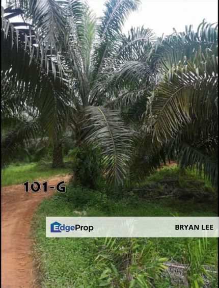 Kuala Lipis, Pahang  Palm Oil Agriculture Land FOR SALE !! , Pahang, Kuala Lipis