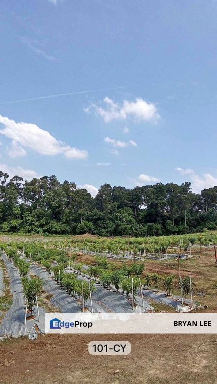 Batang Kali Farm【菜园出顶】w Cheaper Rental HOT AREA !!  , Selangor, Batang Kali
