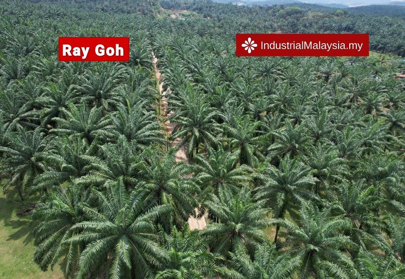 Jalan Bukit Cherakah 