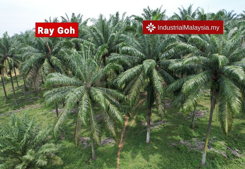 Agriculture Land residential zoning Jalan Meru, beside Setia Alam for Sale 6 acres 