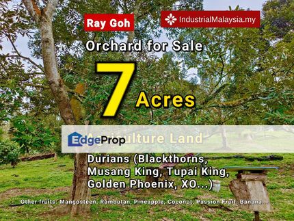 Durian & Fruits Orchard Agriculture Land Mantin Seremban Negeri Sembilan Sale , Negeri Sembilan, Mantin