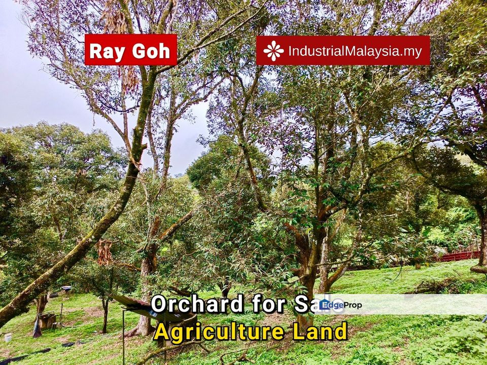 Durian & Fruits Orchard Agriculture Land Mantin Seremban Negeri Sembilan Sale , Negeri Sembilan, Mantin
