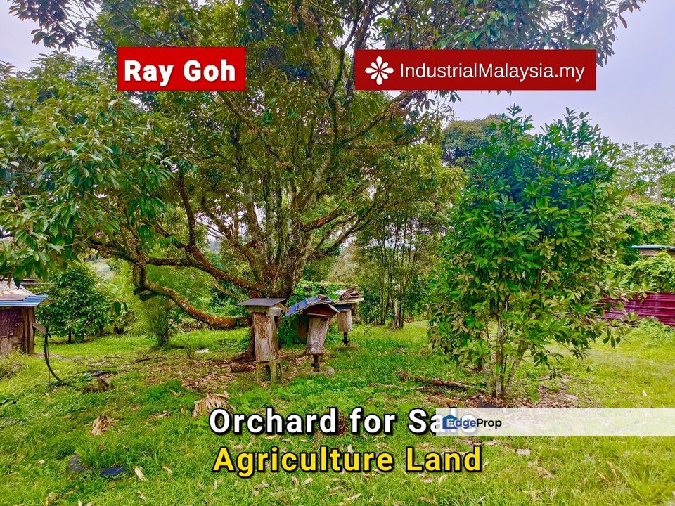 Durian & Fruits Orchard Agriculture Land Mantin Seremban Negeri Sembilan Sale , Negeri Sembilan, Mantin