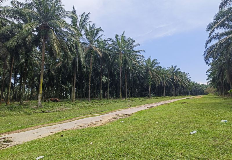 PEKAN NENAS INDUSTRIAL PARK