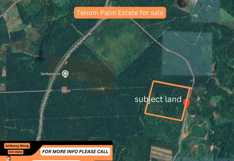 Tenom Estate palm Land 52.7 Acre CL999 Roadside