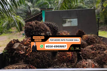 Kudat Sikuati Palm oil Estate CL 56.9 Acre