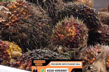 Kudat Sikuati Palm oil Estate CL 56.9 Acre