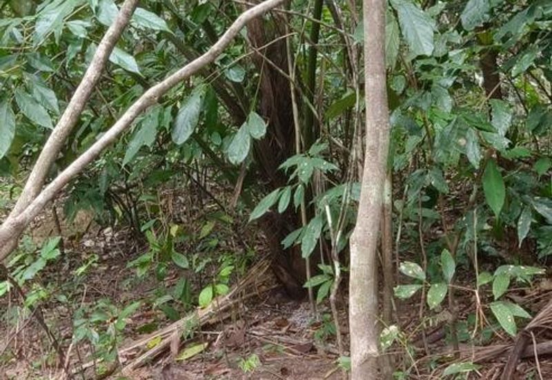 Kudat Suang Pai land CL 17 Acre