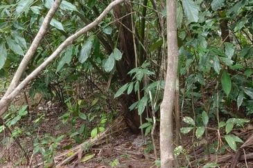 Kudat Suang Pai land CL 17 Acre