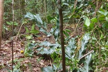 Kudat Suang Pai land CL 17 Acre