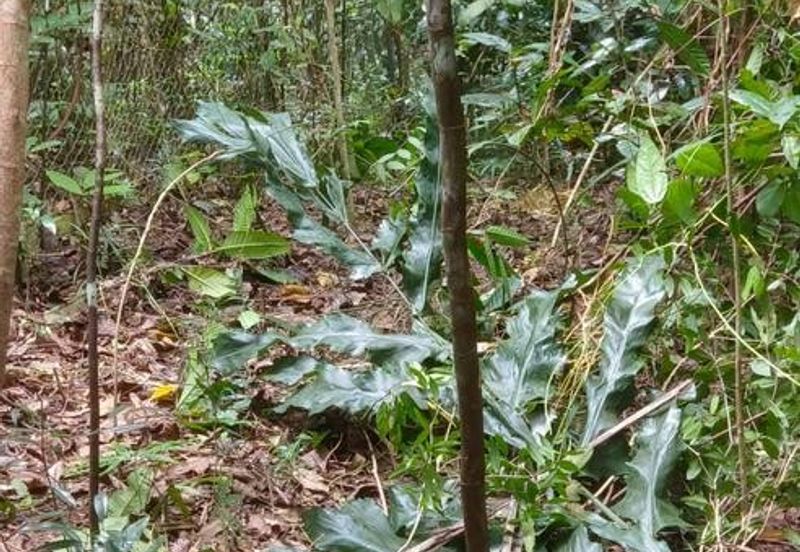 Kudat Suang Pai land CL 17 Acre