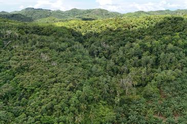 Kudat Suang Pai land CL 17 Acre