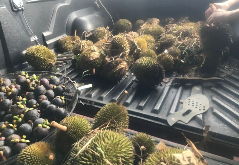 Sepilok Land CL 7.01 acres Sandakan