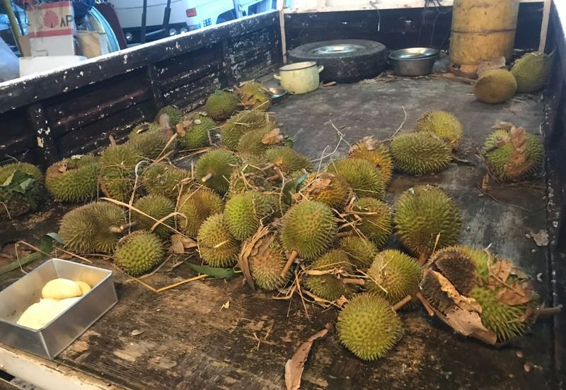 Sepilok Land CL 7.01 acres Sandakan