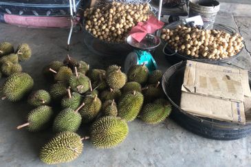 Sepilok Land CL 7.01 acres Sandakan