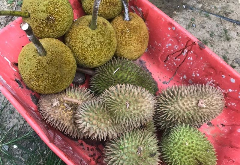 Sepilok Land CL 7.01 acres Sandakan