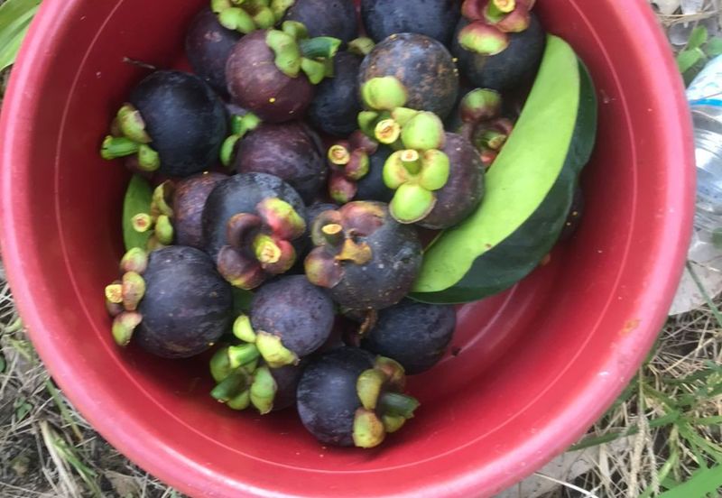 Sepilok Land CL 7.01 acres Sandakan