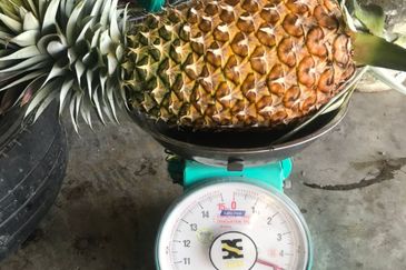 Sepilok Land CL 7.01 acres Sandakan