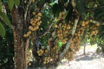 Sepilok Land CL 7.01 acres Sandakan