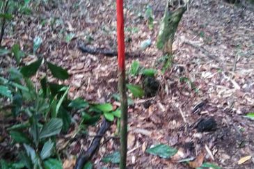 Kinarut Land kg.Tanaki NT 6 acre