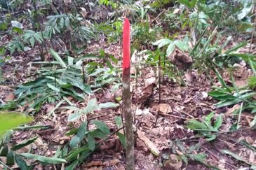 Kinarut Land kg.Tanaki NT 6 acre