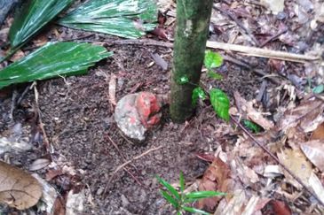 Kinarut Land kg.Tanaki NT 6 acre