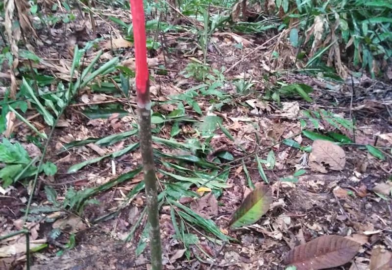 Kinarut Land kg.Tanaki NT 6 acre