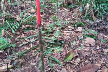 Kinarut Land kg.Tanaki NT 6 acre