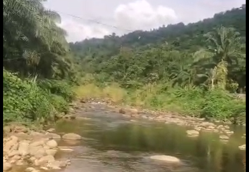 Ulu Kimanis land Palm trees estate Papar