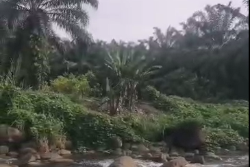 Ulu Kimanis land Palm trees estate Papar