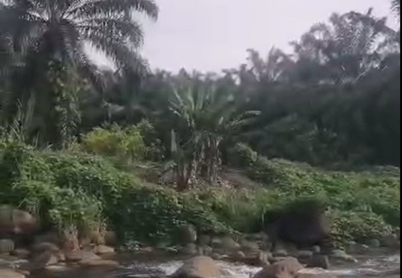 Ulu Kimanis land Palm trees estate Papar