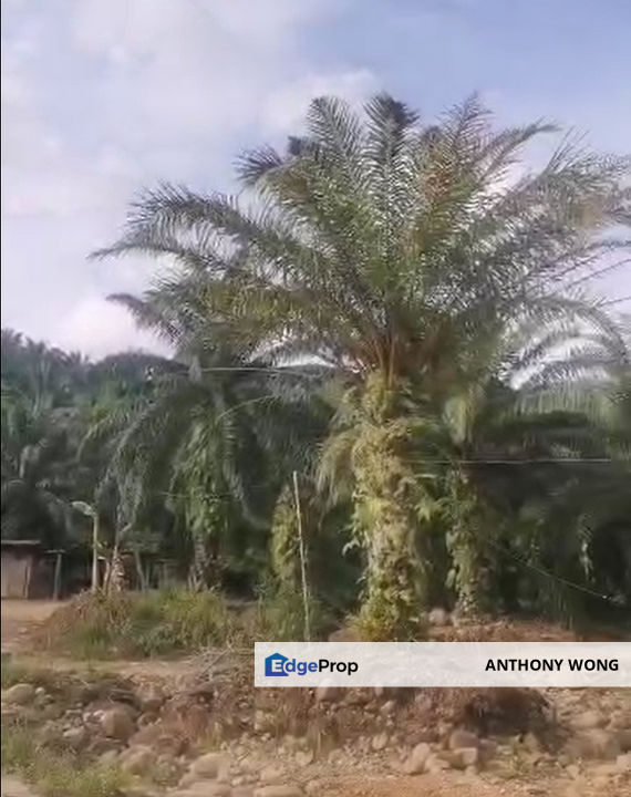 Ulu Kimanis land Palm trees estate Papar, Sabah, Papar
