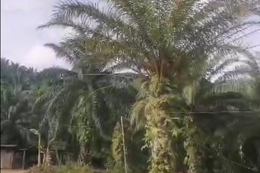 Ulu Kimanis land Palm trees estate Papar