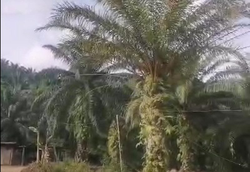 Ulu Kimanis land Palm trees estate Papar
