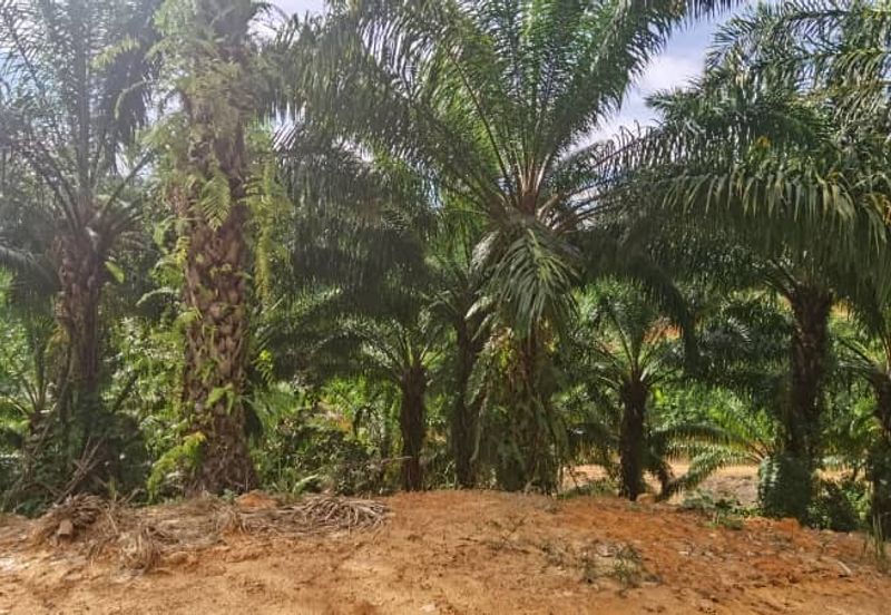 Sook Keningau Palm estate CL 250 Acre