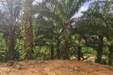 Sook Keningau Palm estate CL 250 Acre