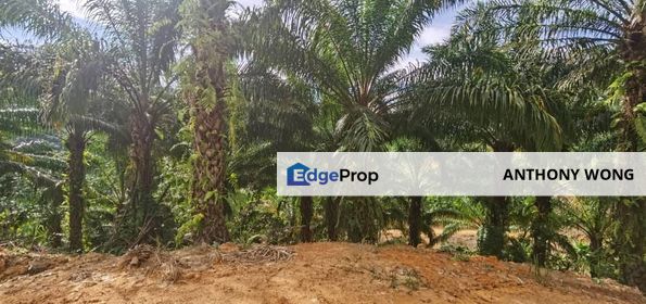 Sook Keningau Palm estate CL 250 Acre, Sabah, Keningau