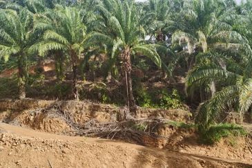 Sook Keningau Palm estate CL 250 Acre