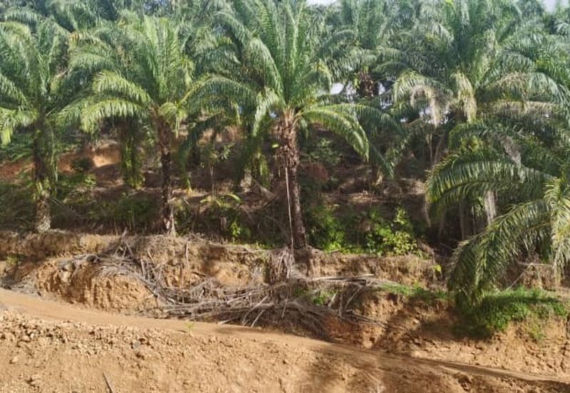 Sook Keningau Palm estate CL 250 Acre