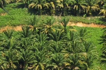 Sook Keningau Palm estate CL 250 Acre