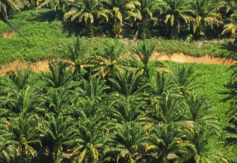 Sook Keningau Palm estate CL 250 Acre