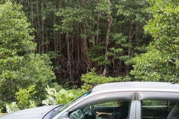 kudat palm estate with mangrove parapat laut land-urgent sell