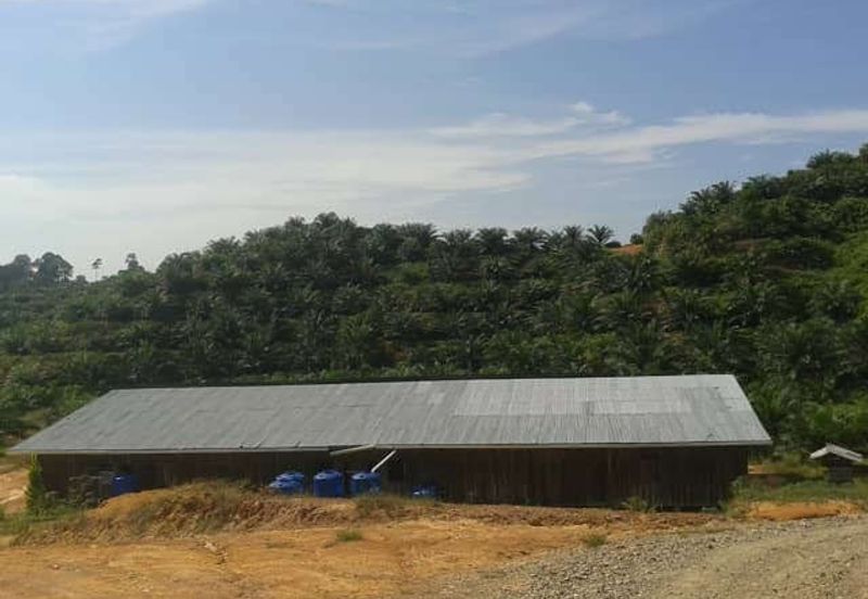 Palm Oil Estate Telupid Sandakan