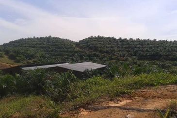 Palm Oil Estate Telupid Sandakan