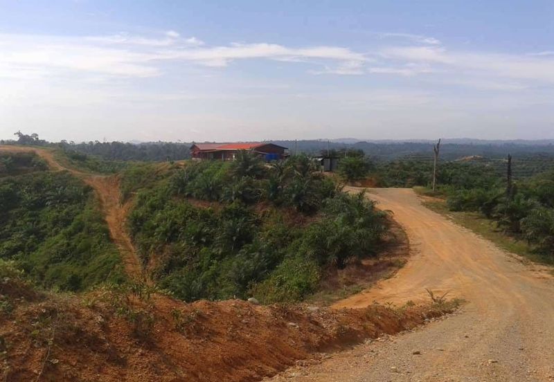 Palm Oil Estate Telupid Sandakan