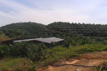 Palm Oil Estate Telupid Sandakan