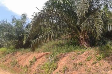Palm Oil Estate Telupid Sandakan
